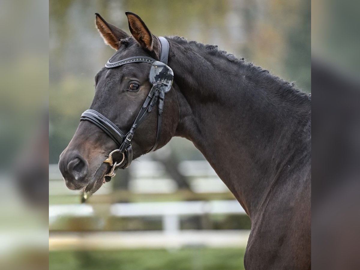 Zwitsers warmbloed Ruin 4 Jaar 174 cm Donkerbruin in Illhart