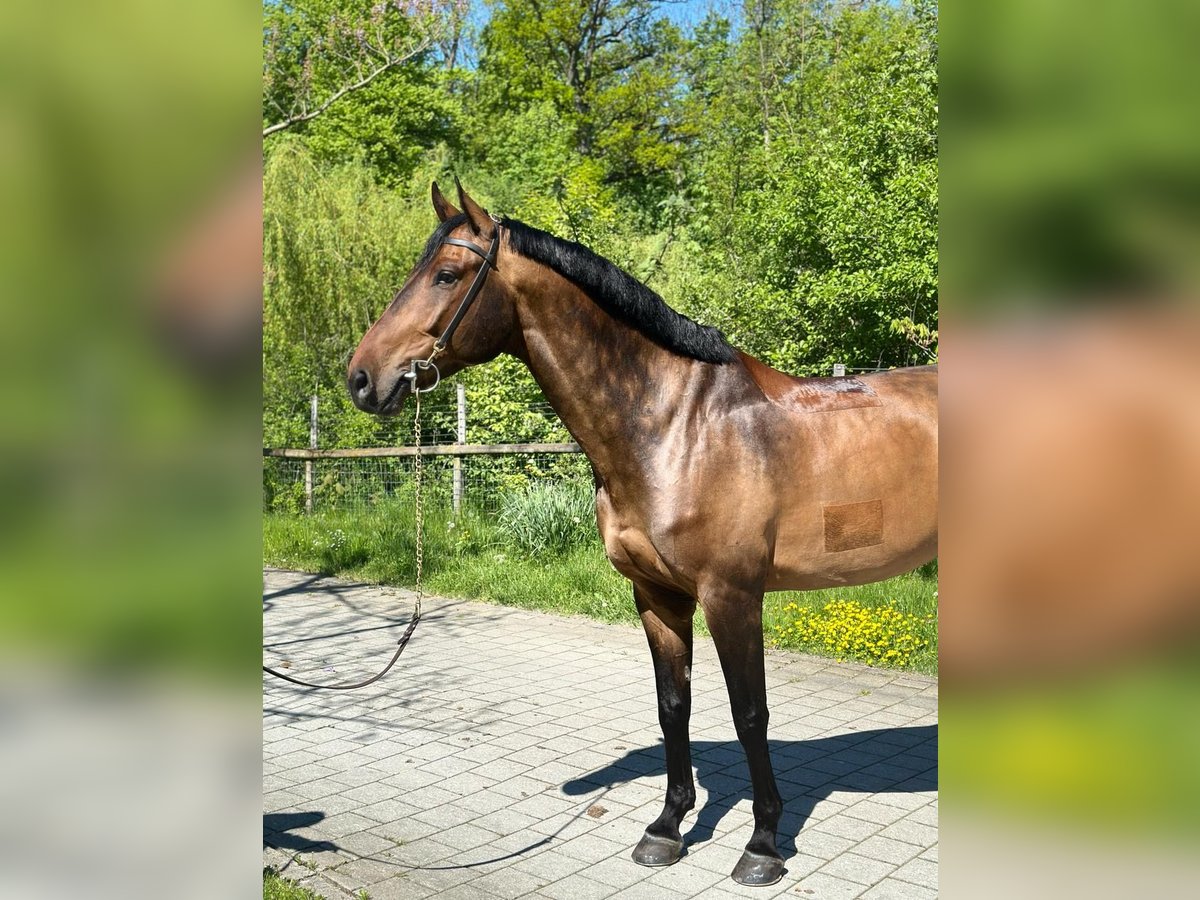 Zwitsers warmbloed Ruin 6 Jaar 170 cm Bruin in Aeugst