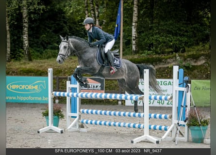 Belgische Rijpony, Hengst, 6 Jaar, 145 cm, Schimmel