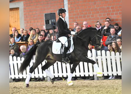 Niemiecki kuc wierzchowy, Ogier, 12 lat, 146 cm, Bułana