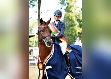 Westfaal, Hengst, 17 Jaar, 173 cm, Bruin