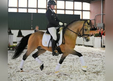 Pony tedesco, Stallone, 17 Anni, Falbo