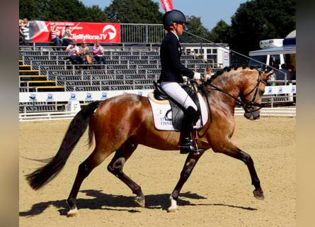 Pony tedesco, Stallone, 17 Anni, 146 cm, Falbo
