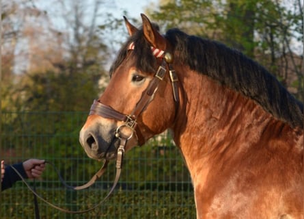 Reńsko-niemiecki koń zimnokrwisty, Ogier, 10 lat, 168 cm, Gniada