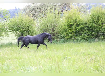 American Quarter Horse, Stallion, 18 years, 14.2 hh, Black