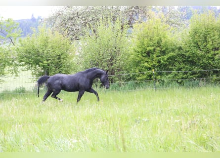 American Quarter Horse, Stallone, 19 Anni, 150 cm, Morello