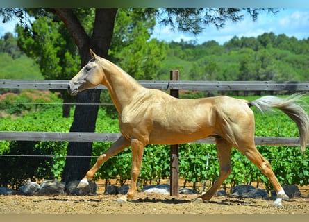 Achal-Tekkiner, Hengst, 16 Jahre, 164 cm, Palomino