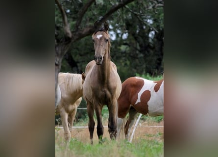 Achal-Tekkiner, Hengst, 1 Jahr, 160 cm, Buckskin