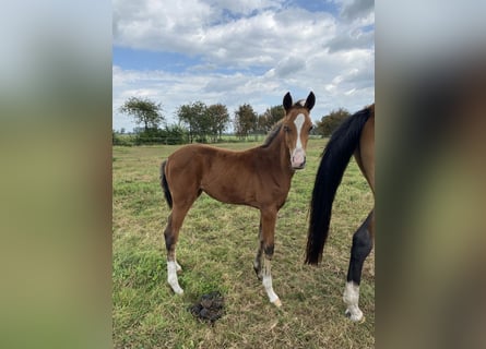 Achal-Tekkiner Mix, Hengst, 1 Jahr, Brauner