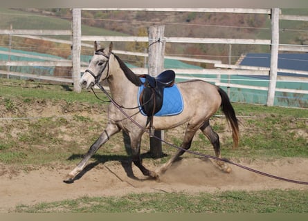 Achal-Tekkiner, Hengst, 3 Jahre, 158 cm, Schimmel