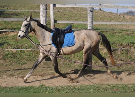 Achal-Tekkiner, Hengst, 3 Jahre, 158 cm, Schimmel