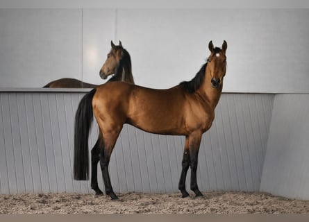 Achal-Tekkiner, Hengst, 4 Jahre, 161 cm, Brauner