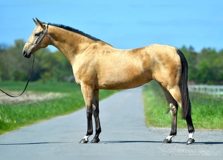 Achal-Tekkiner, Stute, 15 Jahre, 166 cm, Buckskin