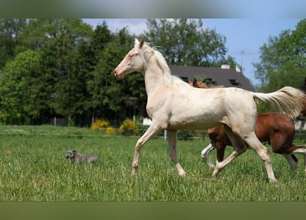 Achal-Tekkiner, Stute, 1 Jahr, 158 cm, Cremello