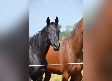 Achal-Tekkiner Mix, Stute, 3 Jahre, 158 cm, Rappe
