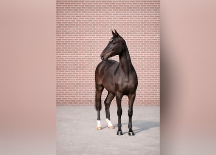 Achal-Tekkiner Mix, Stute, 3 Jahre, 164 cm, Brauner