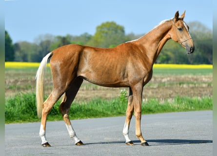 Achal-Tekkiner, Stute, 4 Jahre, 160 cm, Palomino