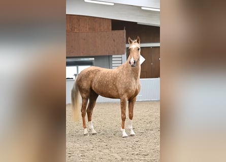 Achal-Tekkiner, Stute, 5 Jahre, 160 cm, Palomino