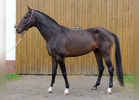 Achal-Tekkiner, Wallach, 12 Jahre, 159 cm, Dunkelbrauner