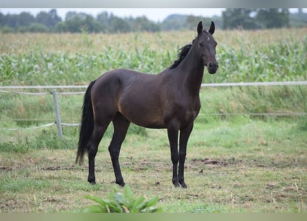 Achal-Tekkiner, Wallach, 4 Jahre, 154 cm, Schwarzbrauner