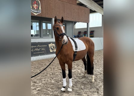 Achal-Tekkiner, Wallach, 4 Jahre, 165 cm, Brauner