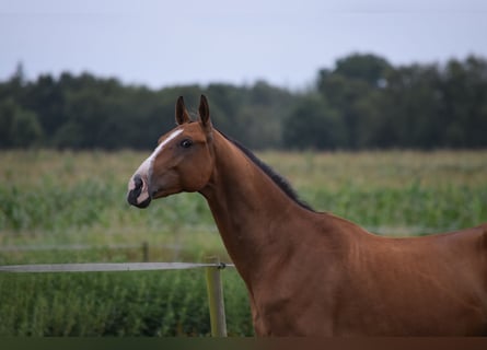 Achal-Tekkiner, Wallach, 4 Jahre, 165 cm, Brauner