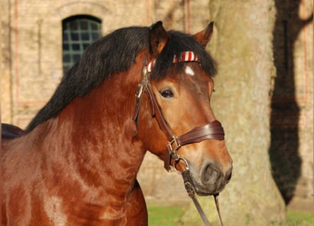 Reńsko-niemiecki koń zimnokrwisty, Ogier, 12 lat, 168 cm, Gniada