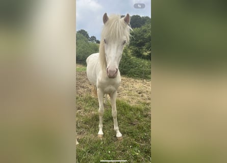 Aegidienberger, Hengst, 2 Jaar, 145 cm, Gevlekt-paard