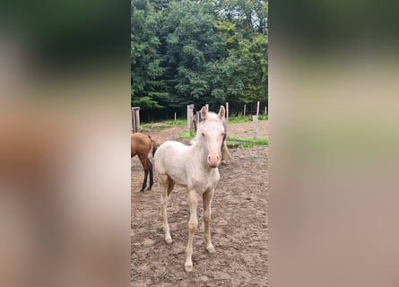 Aegidienberger Mix, Hengst, veulen (06/2023), 155 cm, Cremello