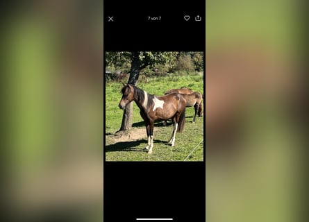 Aegidienberger, Mare, 1 year, 14.1 hh, Pinto