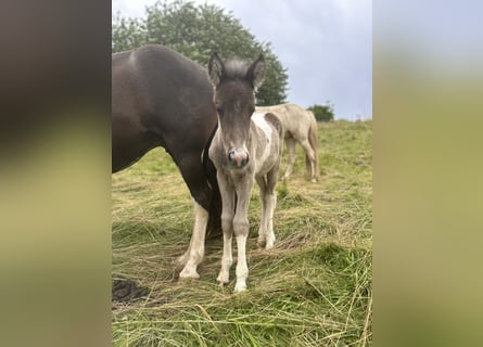 Aegidienberger, Mare, Foal (06/2024), 14.1 hh, Pinto