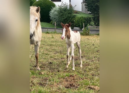 Aegidienberger, Mare, Foal (06/2024), 14.1 hh, Pinto