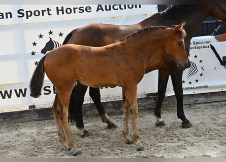 Pony kopen en | ehorses.nl