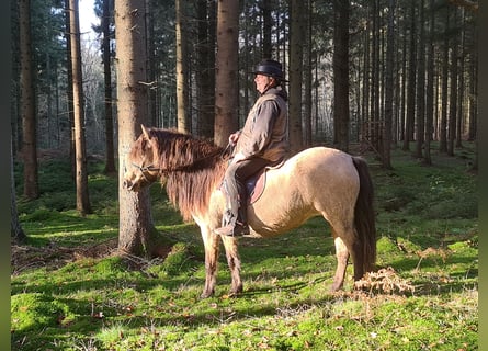 Aegidienberger, Sto, 9 år, 148 cm, Gulbrun