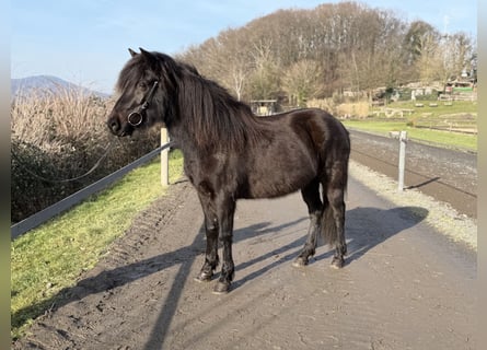 Aegidienberger, Stute, 6 Jahre, 144 cm, Rappe