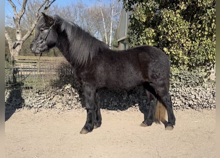 Aegidienberger, Wallach, 5 Jahre, 142 cm, Rappschimmel