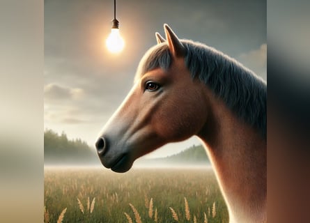 Ägyptischer Araber, Hengst, 17 Jahre