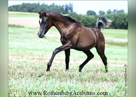 Ägyptischer Araber, Hengst, 1 Jahr, 157 cm, Rappe