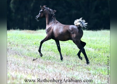 Ägyptischer Araber, Hengst, 1 Jahr, 157 cm, Rappe