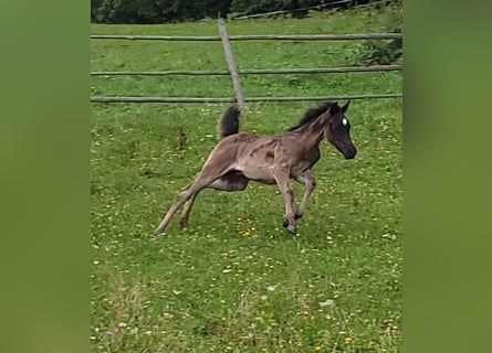 Ägyptischer Araber, Hengst, 1 Jahr, Rappe