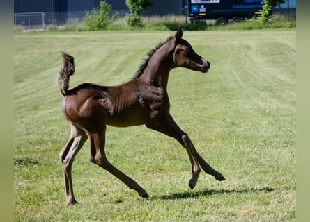 Ägyptischer Araber, Hengst, 2 Jahre, 155 cm, Rappe