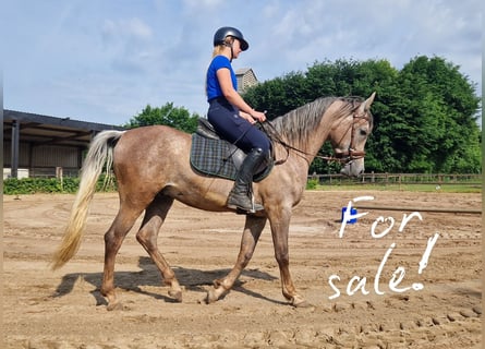Ägyptischer Araber, Hengst, 3 Jahre, 155 cm, Fliegenschimmel