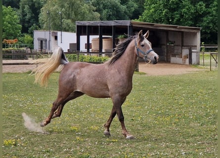 Ägyptischer Araber, Hengst, 3 Jahre, 155 cm, Fliegenschimmel