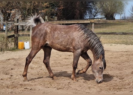 Ägyptischer Araber, Hengst, 3 Jahre, 155 cm, Fliegenschimmel