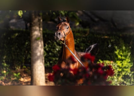 Ägyptischer Araber, Hengst, 3 Jahre, 158 cm, Brauner