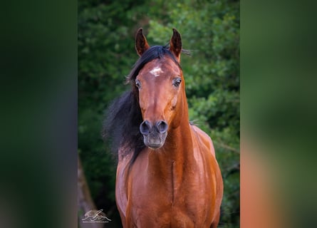 Ägyptischer Araber, Hengst, 8 Jahre, 157 cm, Brauner