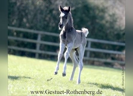 Ägyptischer Araber, Hengst, Fohlen (02/2026), 155 cm, Rappe