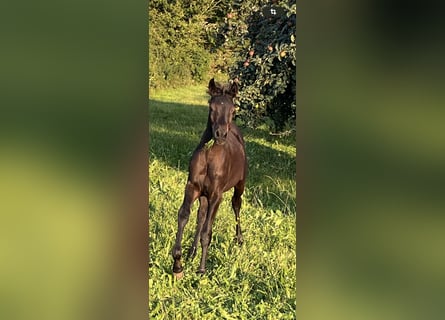 Ägyptischer Araber, Hengst, Fohlen (05/2024), Rappe