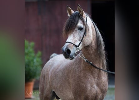 Ägyptischer Araber, Hengst, 12 Jahre, 153 cm, Schimmel