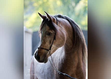 Ägyptischer Araber, Hengst, 11 Jahre, 153 cm, Schimmel